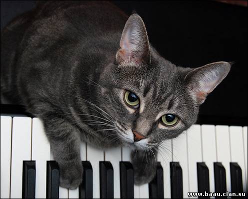 Nora The Piano Cat