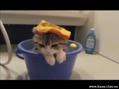 Забавные кошки в воде