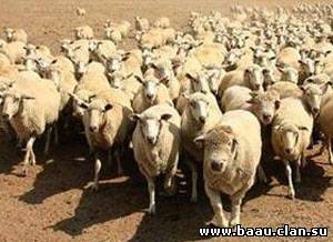 Qoyunlar çobanı SMS vasitəsilə köməyə çağıracaq