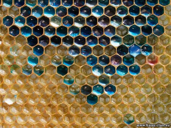 Colored Honey Made by Candy-Eating French Bees